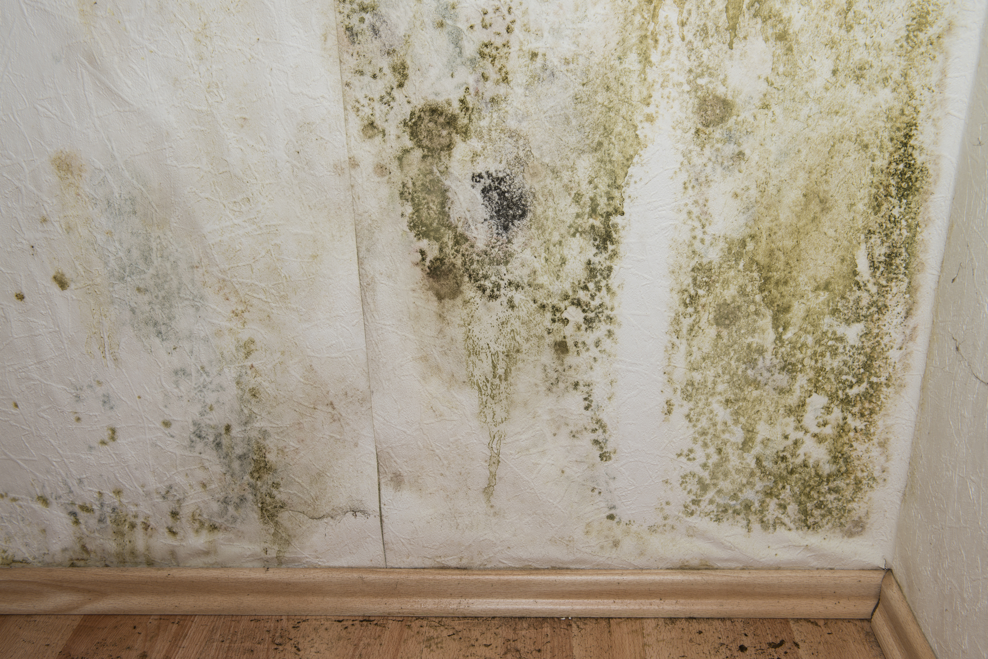 Mould Compensation Claims