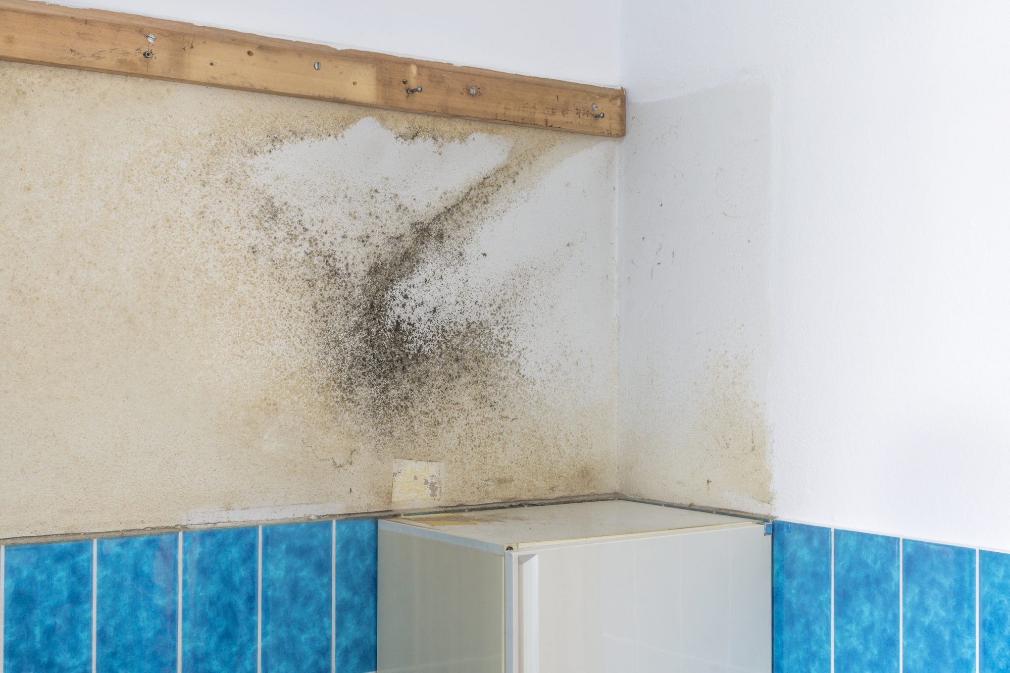 Housing Disrepair Rising Damp Claims